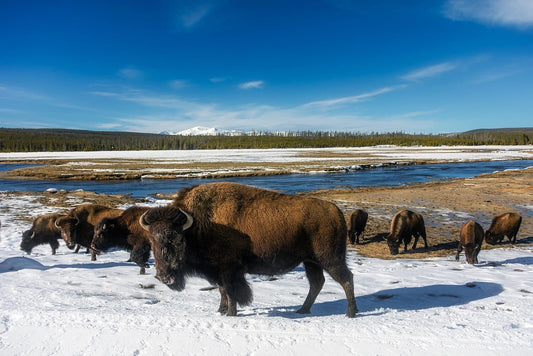 National Bison Month:                              Seeing the Bison in All of Us