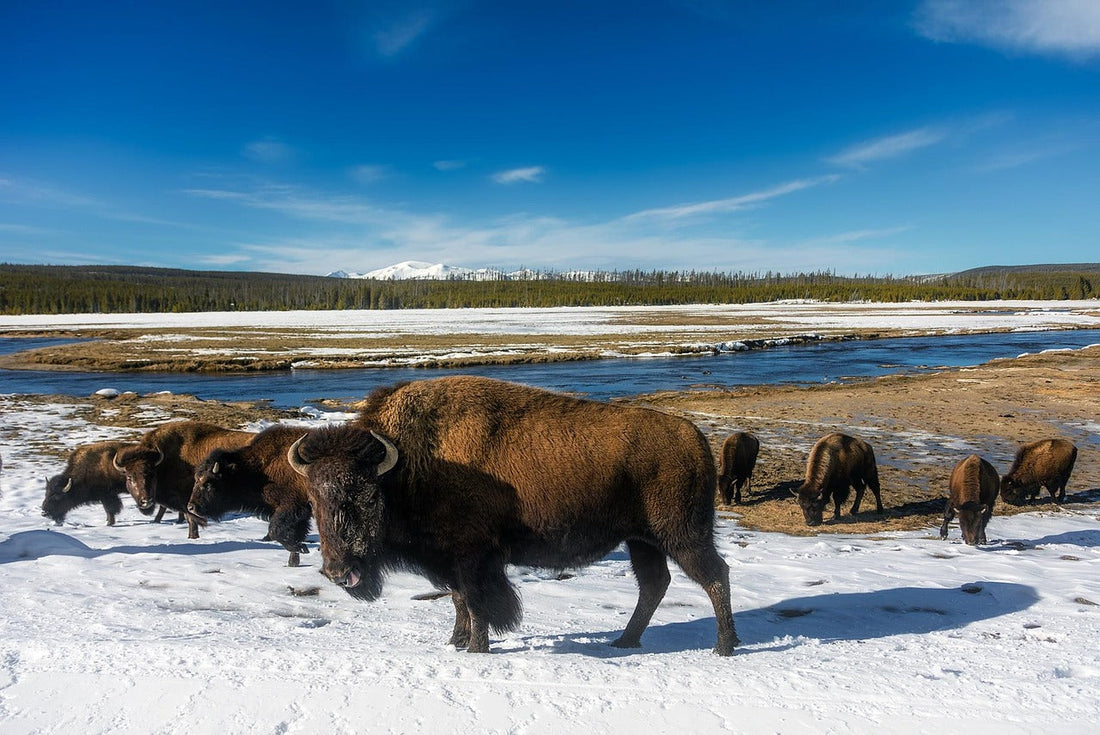 National Bison Month:                              Seeing the Bison in All of Us